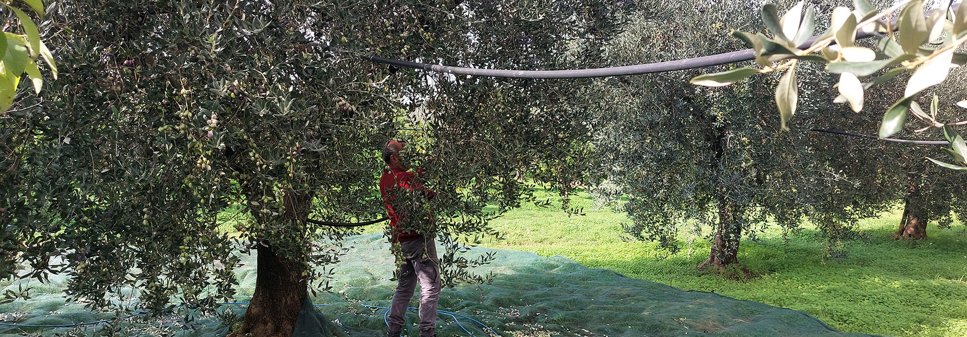 Miniatura dell'immagine